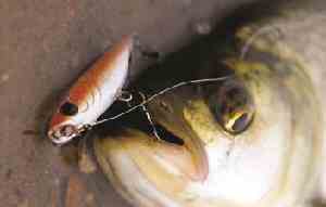 Smith Towadi Рыбалка на хищную белую рыбу вращающимися воблерами - жерех, голавль, язь